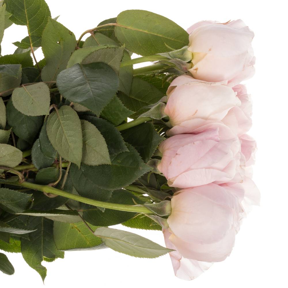 Rose hell rosa Peony duftend 50cm
