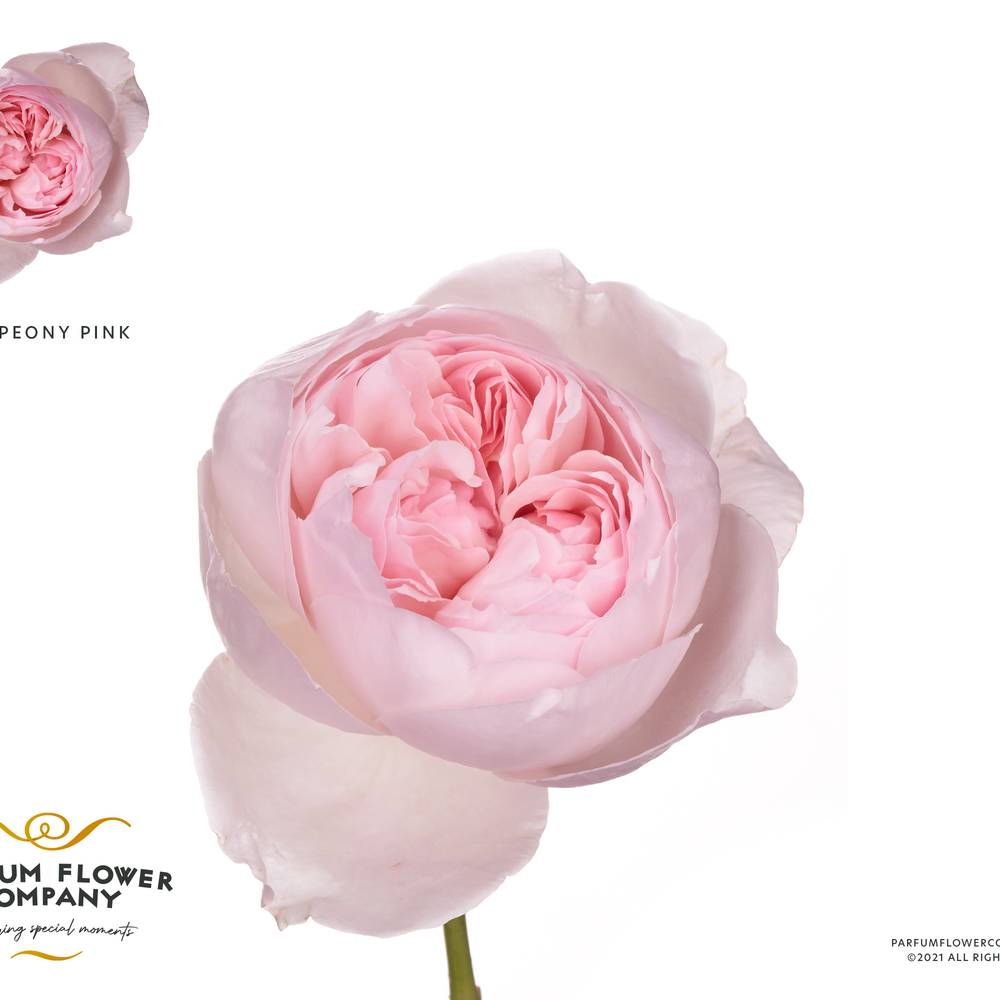 Rose rosa pink Peony 50cm duftend