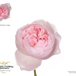 Rose rosa pink Peony 50cm duftend