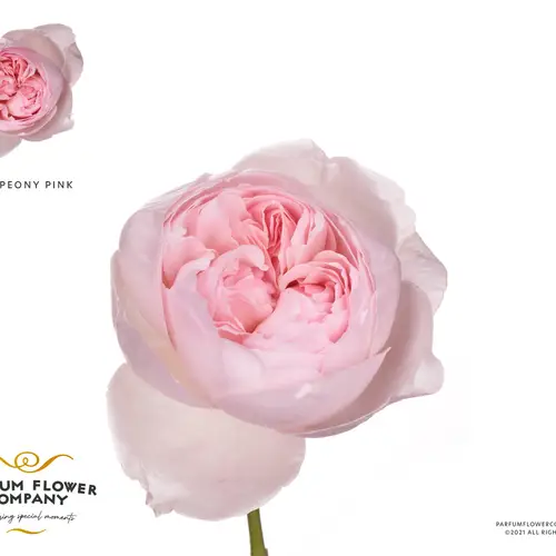 Rose rosa pink Peony 50cm duftend