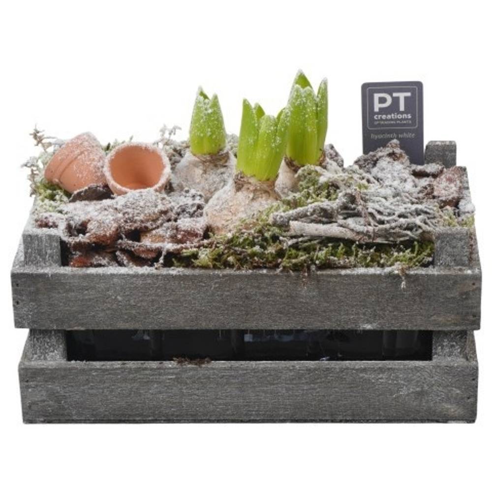 Hyac.Arr PTWH4043 weisse Bl. Winter T24 H018