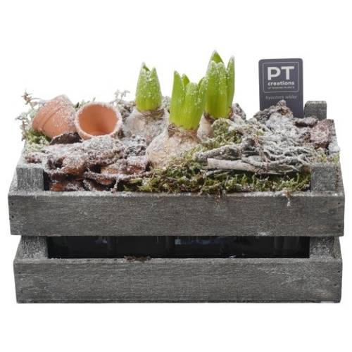 Hyac.Arr PTWH4043 weisse Bl. Winter T24 H018