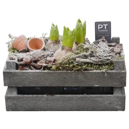 Hyac.Arr PTWH4043 weisse Bl. Winter T24 H018