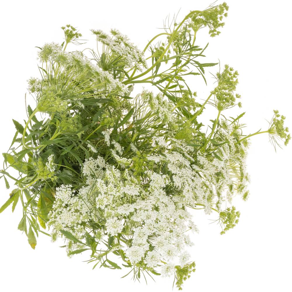 Ammi weiss majus Graceland 80cm