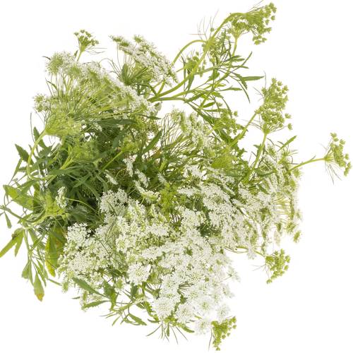 Ammi weiss majus Graceland 80cm
