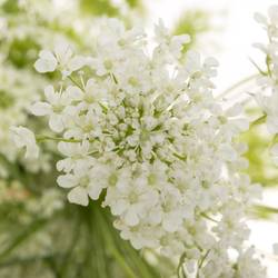 Ammi weiss majus Graceland 80cm
