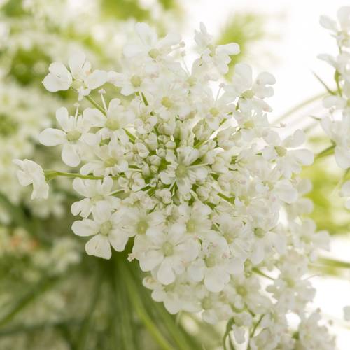 Ammi weiss majus Graceland 80cm