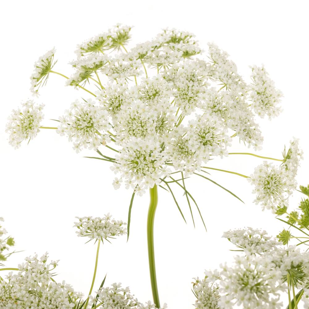 Ammi weiss majus Graceland 80cm