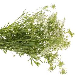 Ammi weiss majus Graceland 80cm