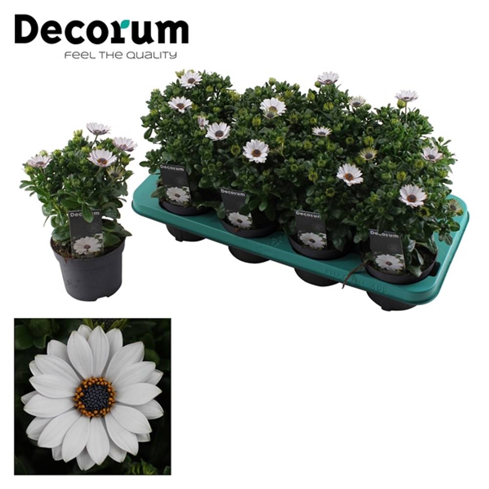 Osteospermum weiss Flower Power Ice T12 H025