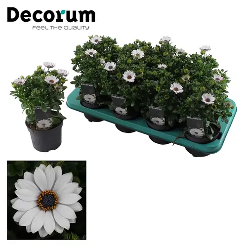 Osteospermum weiss Flower Power Ice T12 H025