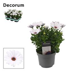 Osteospermum weiss Flower Power Ice T12 H025