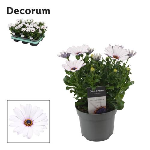 Osteospermum weiss Flower Power Ice T12 H025