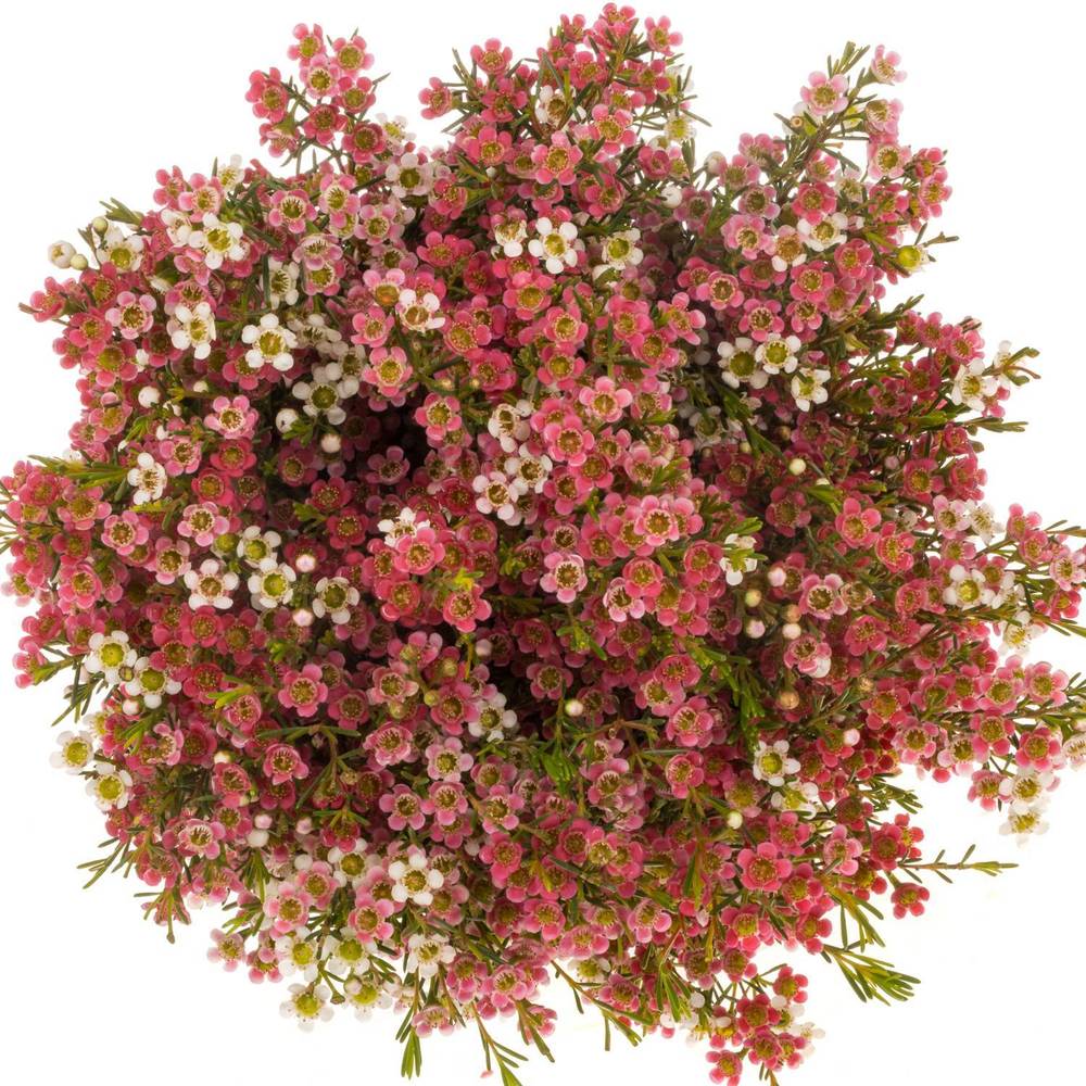 Wachsflower rot/creme  Sw Sixteen 60 Gramm 60cm