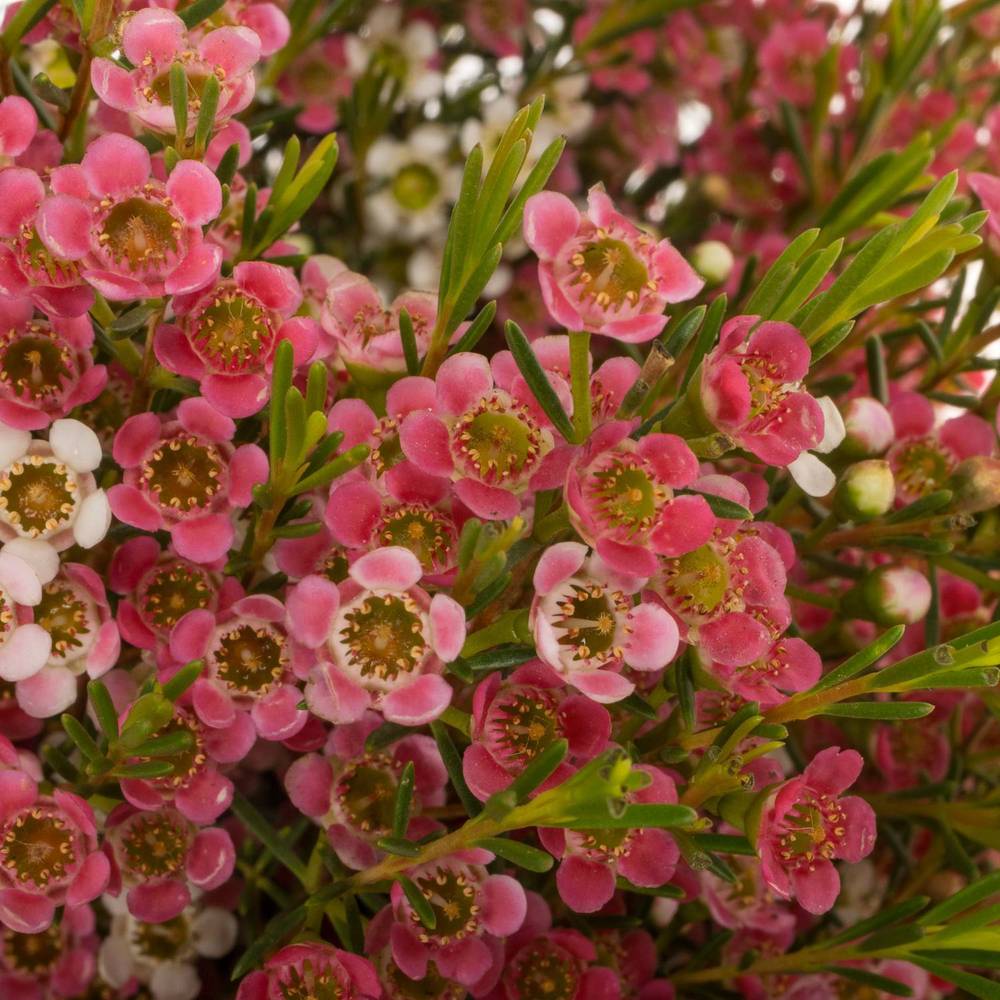 Wachsflower rot/creme  Sw Sixteen 60 Gramm 60cm