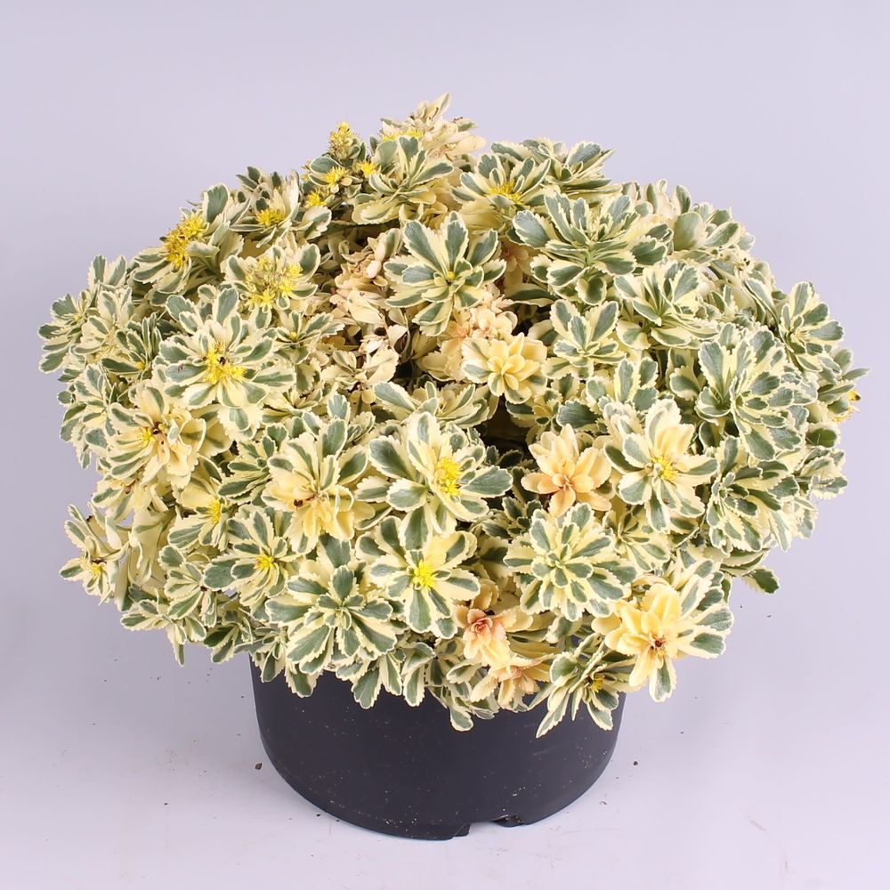 Sedum Atlantis T19 H30