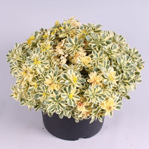Sedum Atlantis T19 H30