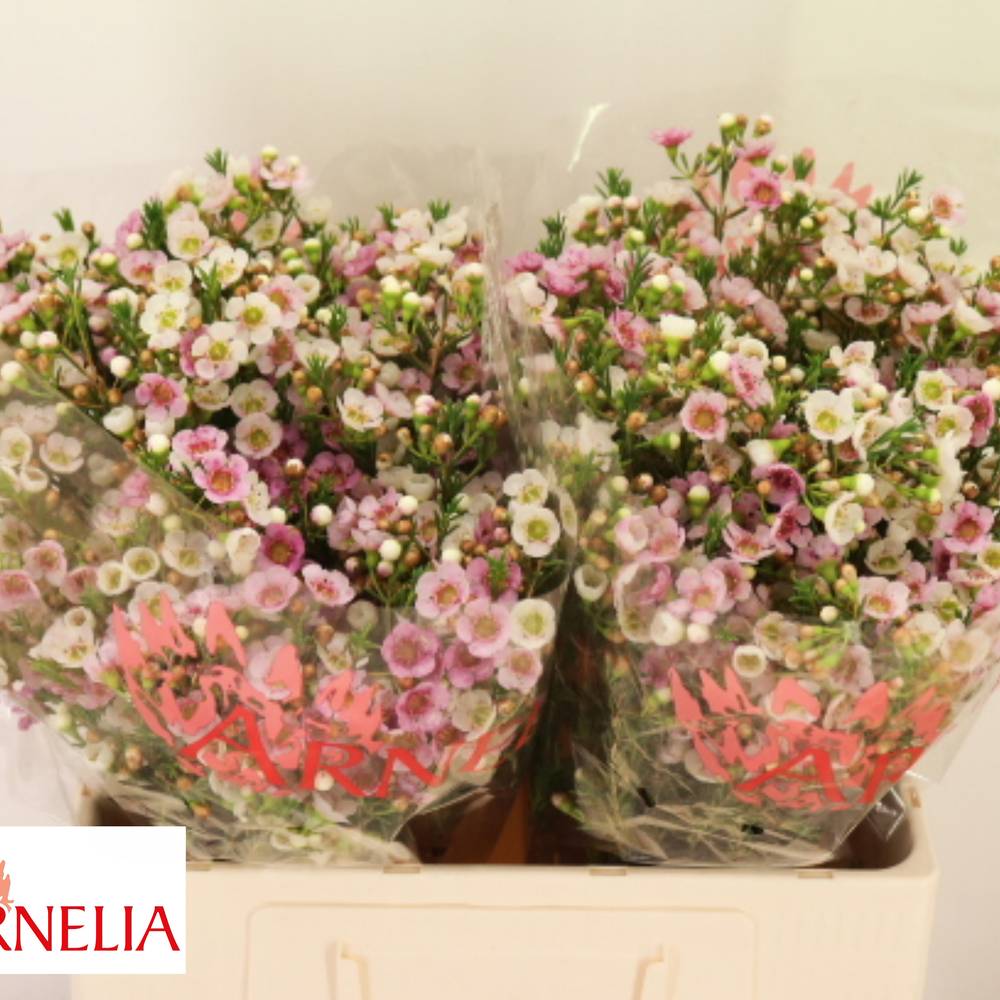 Wachsflower hell rosa Choir Girl 35 Gramm 55cm