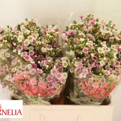 Wachsflower hell rosa Choir Girl 35 Gramm 55cm