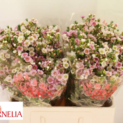 Wachsflower hell rosa Choir Girl 35 Gramm 55cm