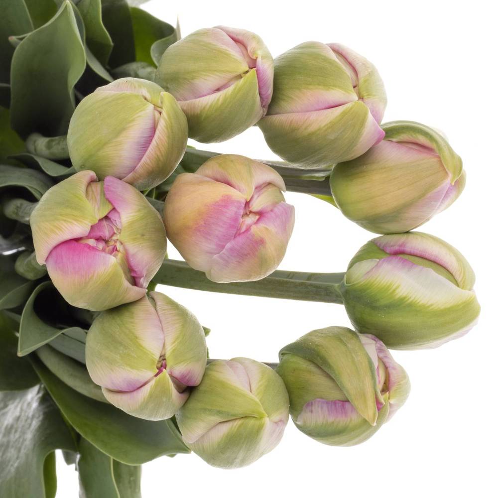 Franz.pink doppe Extra Pinza 59 Gramm 50cm