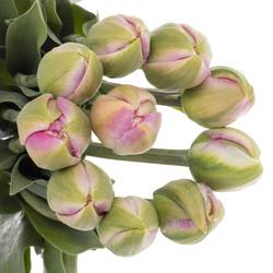 Franz.pink doppe Extra Pinza 59 Gramm 50cm