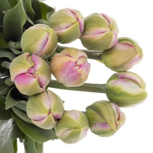 Franz.pink doppe Extra Pinza 59 Gramm 50cm