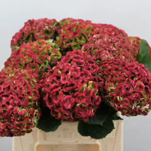 Hortensie rot/grün Revolution classic Bol 12cm 40cm