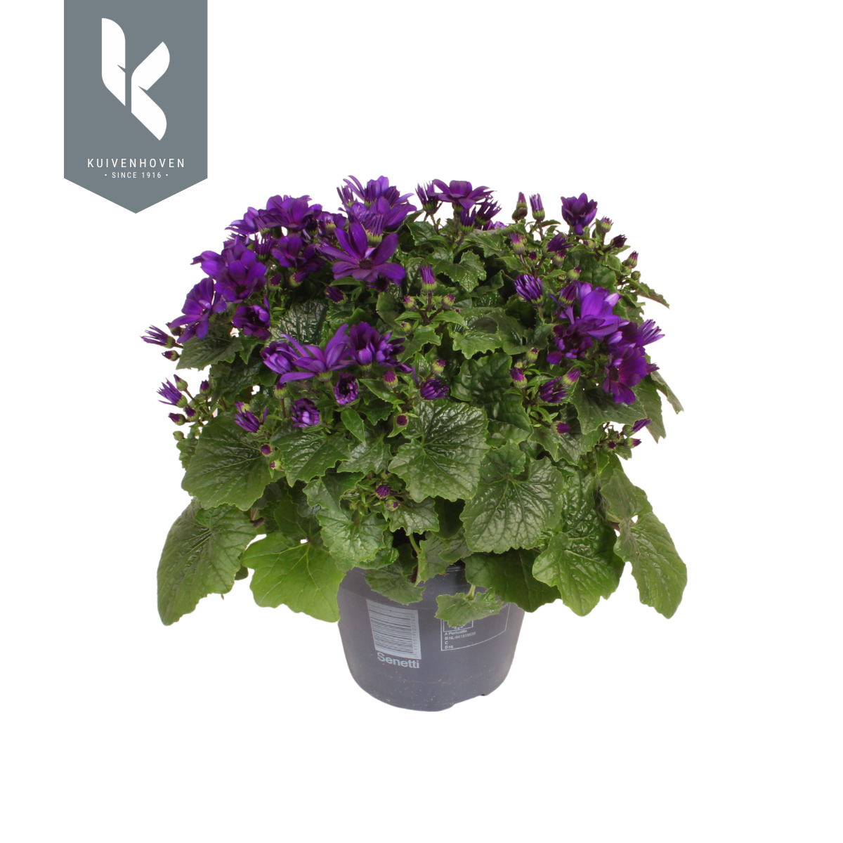 Senetti lila T15 H030