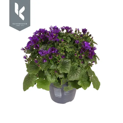 Senetti lila T15 H030
