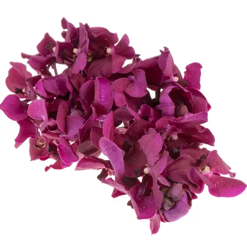 Vanda fuchsia Rasberry Cerise