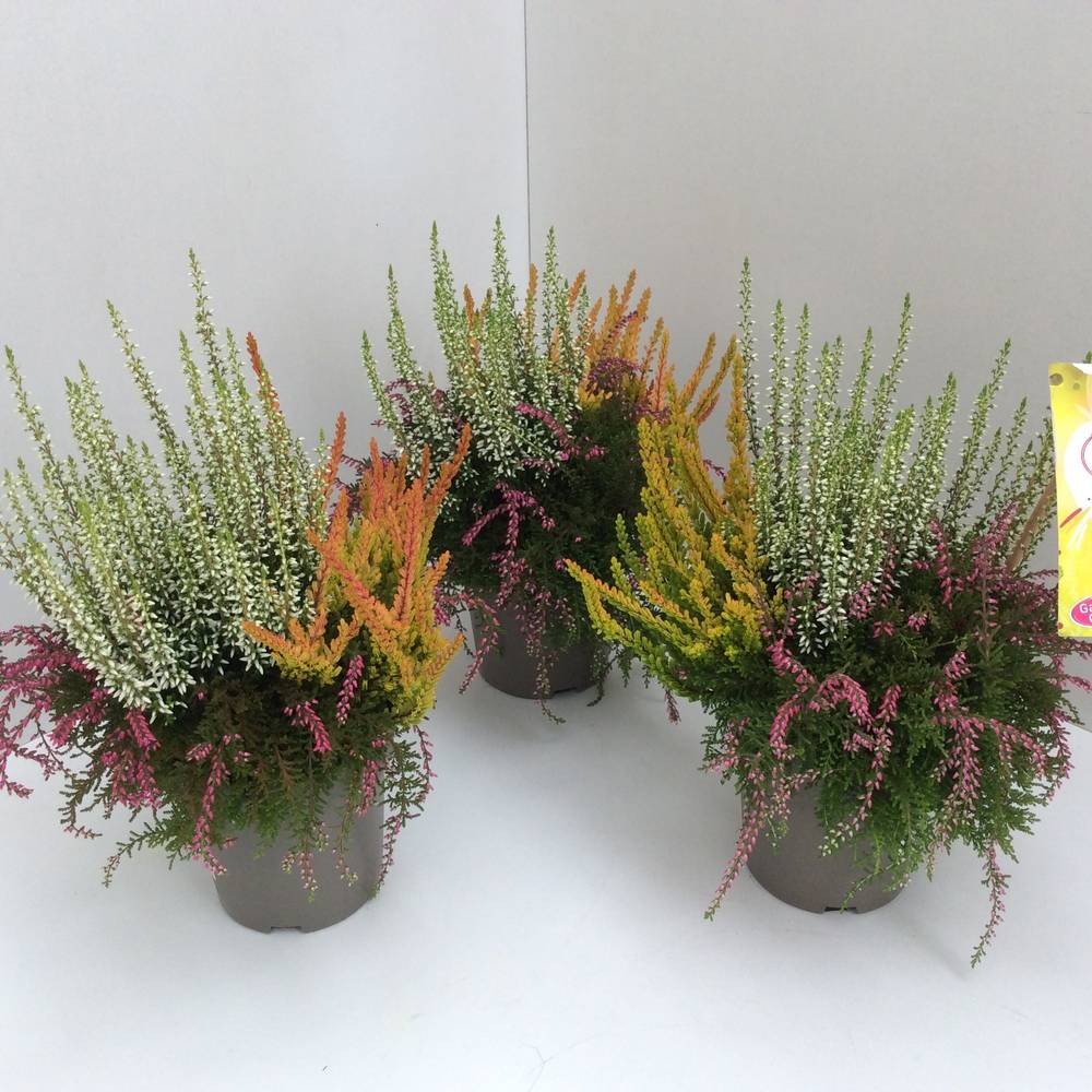 Calluna Trio Rasta T12 H027