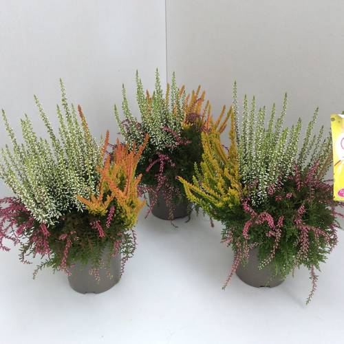 Calluna Trio Rasta T12 H027