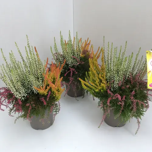 Calluna Trio Rasta T12 H027