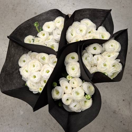 Ranunkel weiss Cloni Polar 40 cm