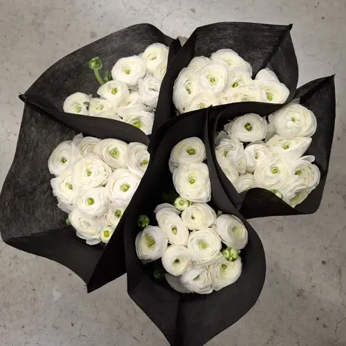 Ranunkel weiss Cloni Polar 40 cm