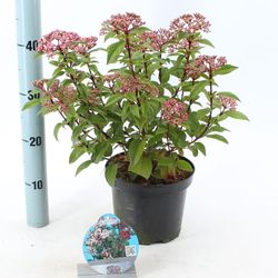Viburnum Spirit T19 H50