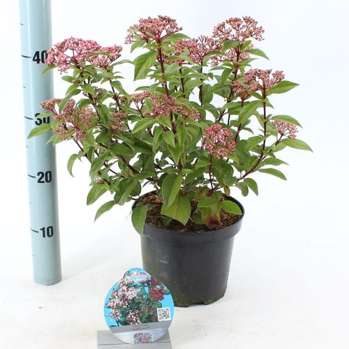 Viburnum Spirit T19 H50