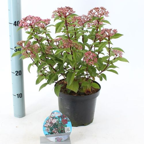 Viburnum Spirit T19 H50