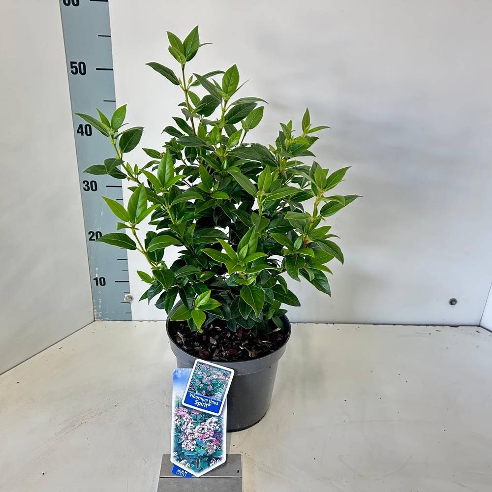Viburnum Tinus weiss Spirit T19 H050