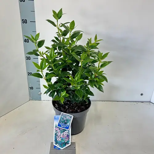 Viburnum Tinus weiss Spirit T19 H050