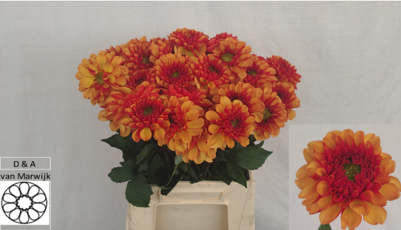 Dahlia dunkel orange/orange Sunset 45cm