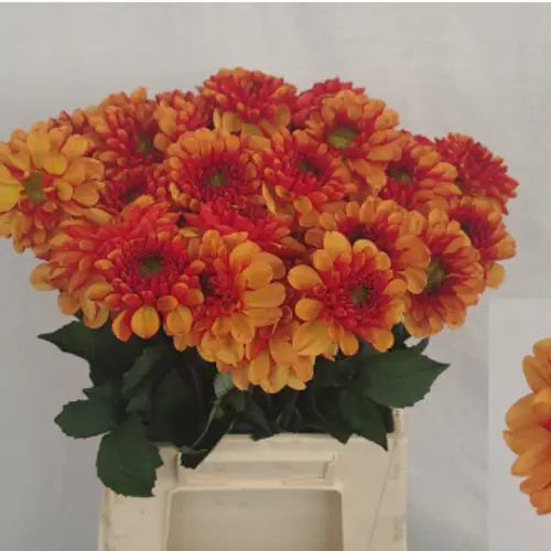 Dahlia dunkel orange/orange Sunset 45cm