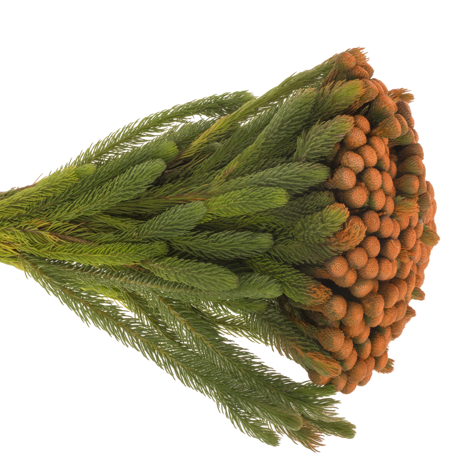 Brunia Albiflora orange gefärbt 50cm