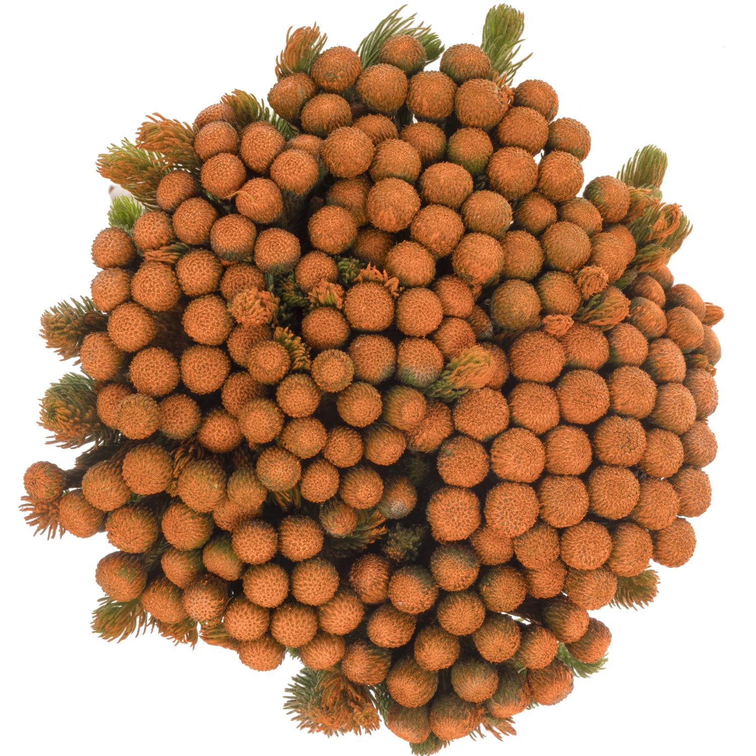 Brunia Albiflora orange gefärbt 50cm