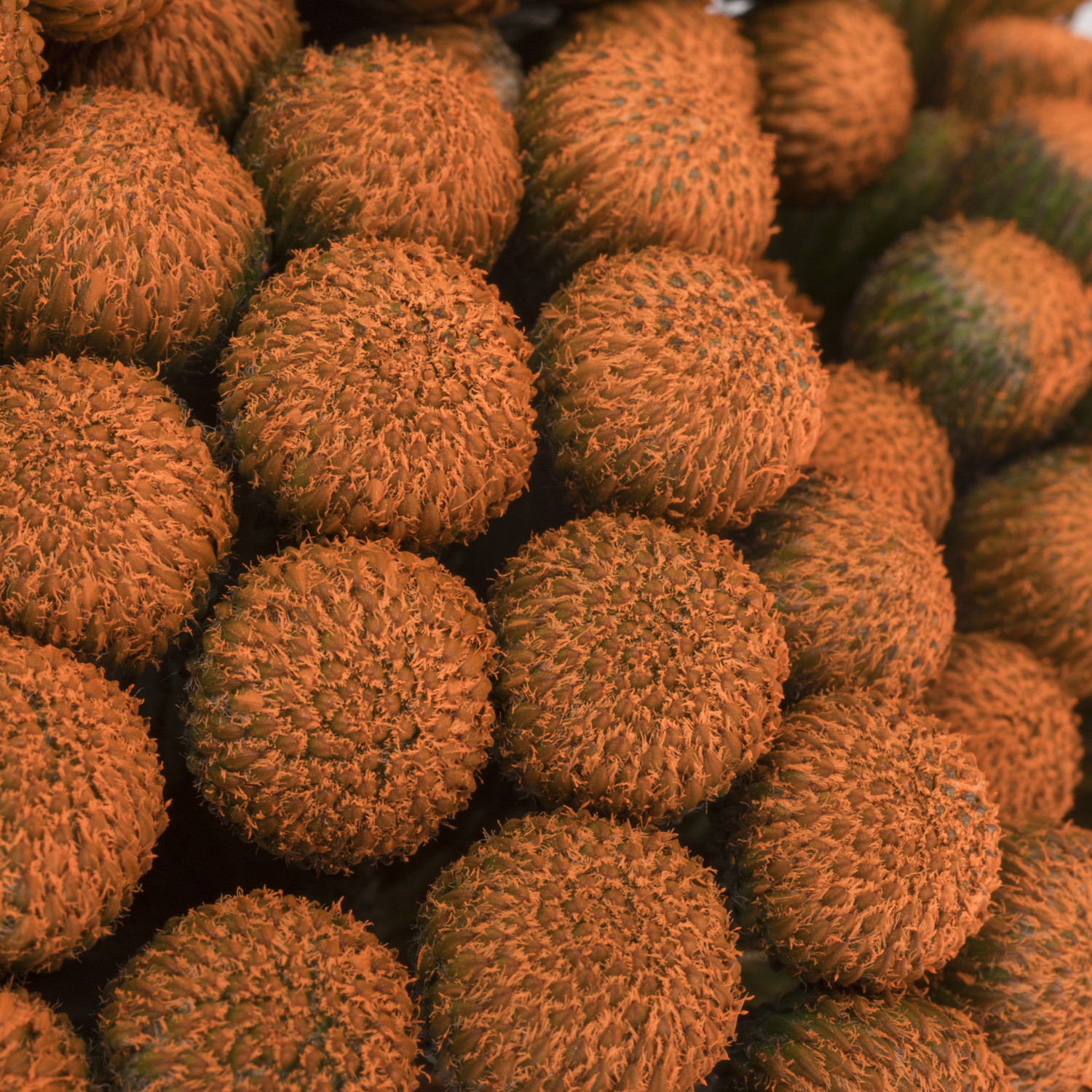 Brunia Albiflora orange gefärbt 50cm