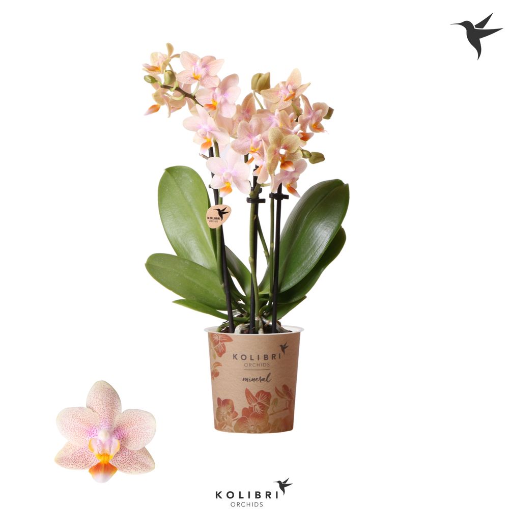 Phal.3-R Ivoorküste Kolibri T09 H40