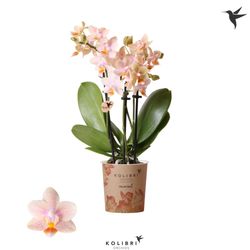 Phal.3-R Ivoorküste Kolibri T09 H40