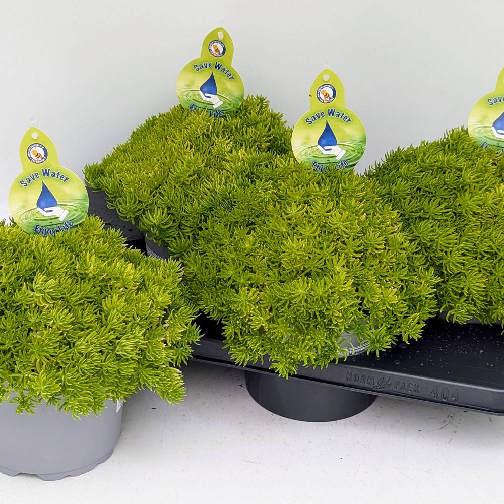 Sedum Yellow Bouquet T17 H32