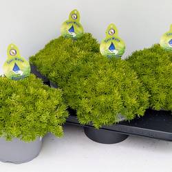 Sedum Yellow Bouquet T17 H32
